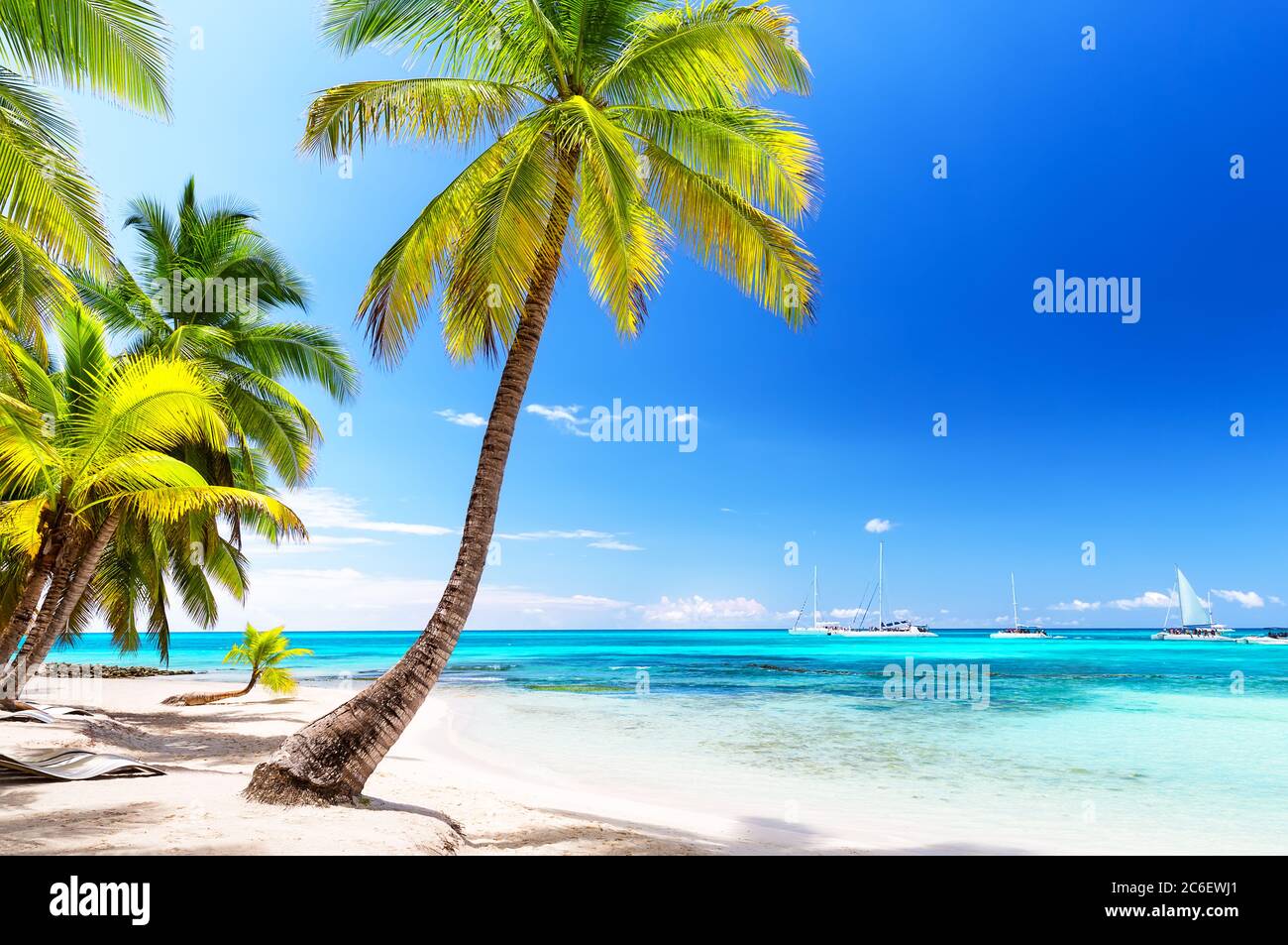 Coconut Palm trees on white sandy beach in Caribbean sea, Saona island. Dominican Republic. Stock Photo
