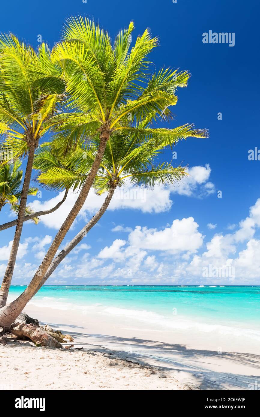 Coconut Palm trees on white sandy beach in Punta Cana, Dominican Republic. Summer holiday concept. Tropical beach background. Stock Photo