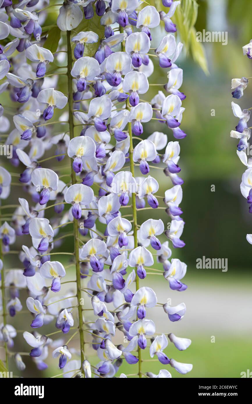 Winterharter Blauregen (Wisteria) – Ca. 65 Cm Hoch – Weiß Blühend – Kletterpflanze