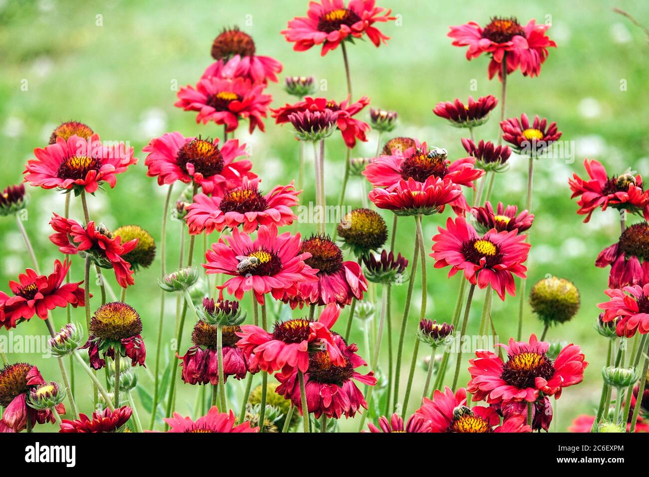 Red Gaillardia 'Burgundy' red Gaillardias in july flowerbeds garden flowers Stock Photo