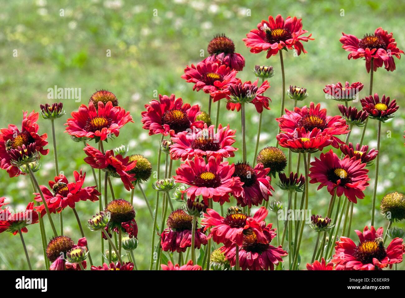 Red Gaillardia red Gaillardias in july flowerbed garden flowers Stock Photo
