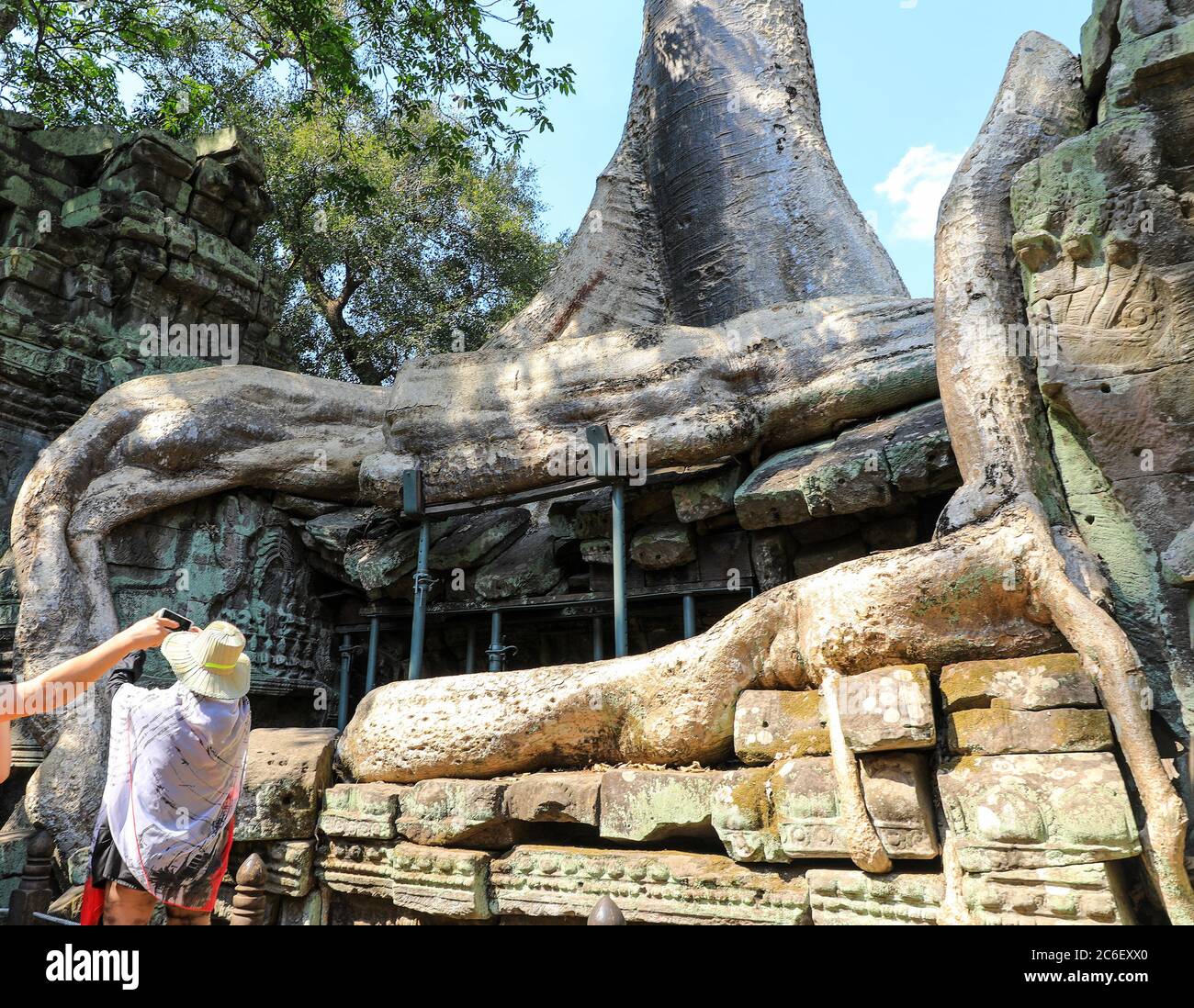 Silk Cotton Tree (Ceiba pentandra) roots growing amongst the masonry at