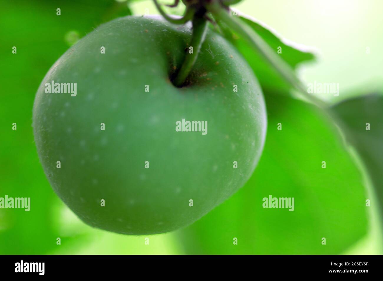 Green delicious apple hanging from a tree branch in an apple orchard ...