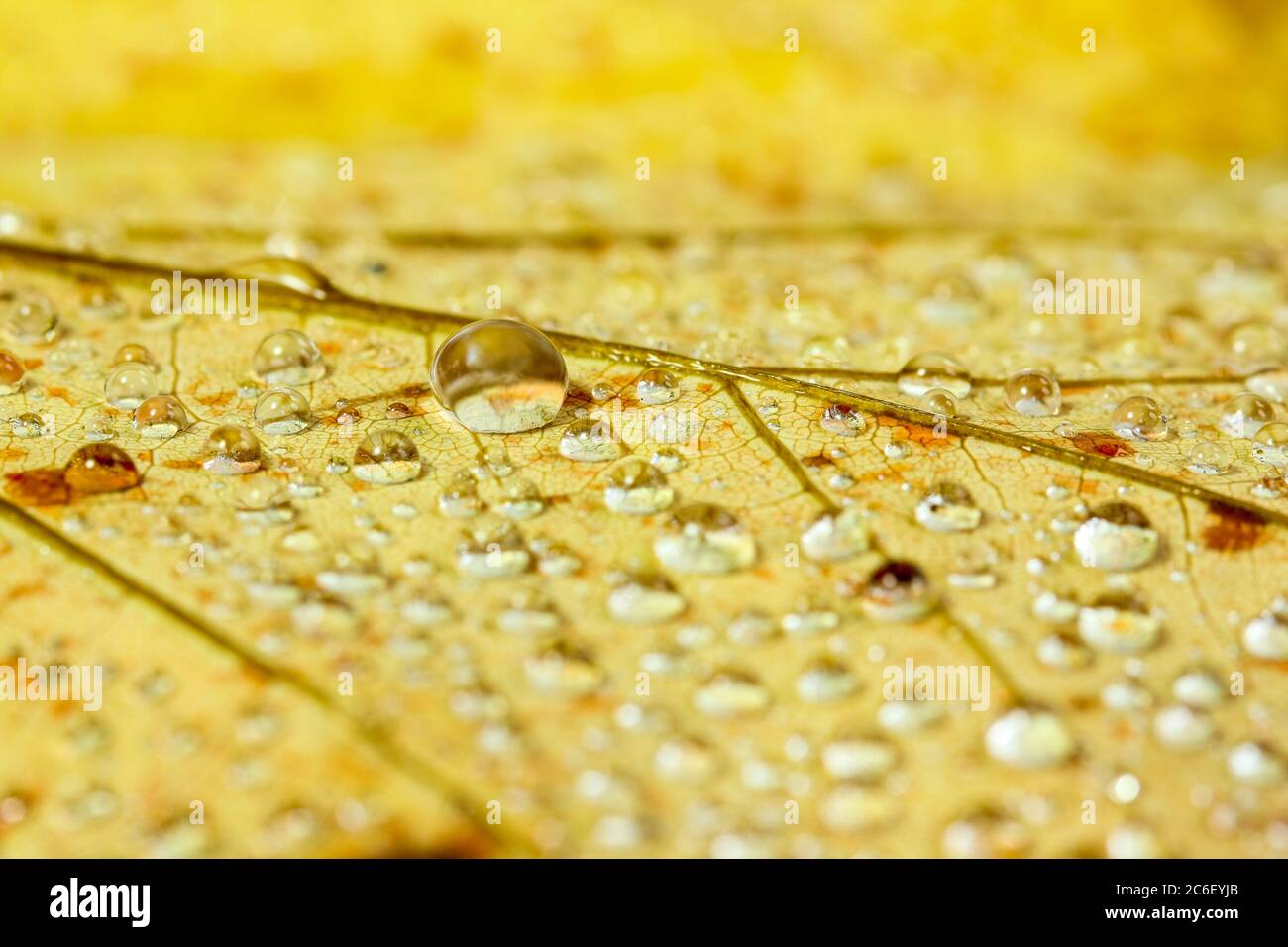 Water droplets on a fallen autumn leaf Stock Photo