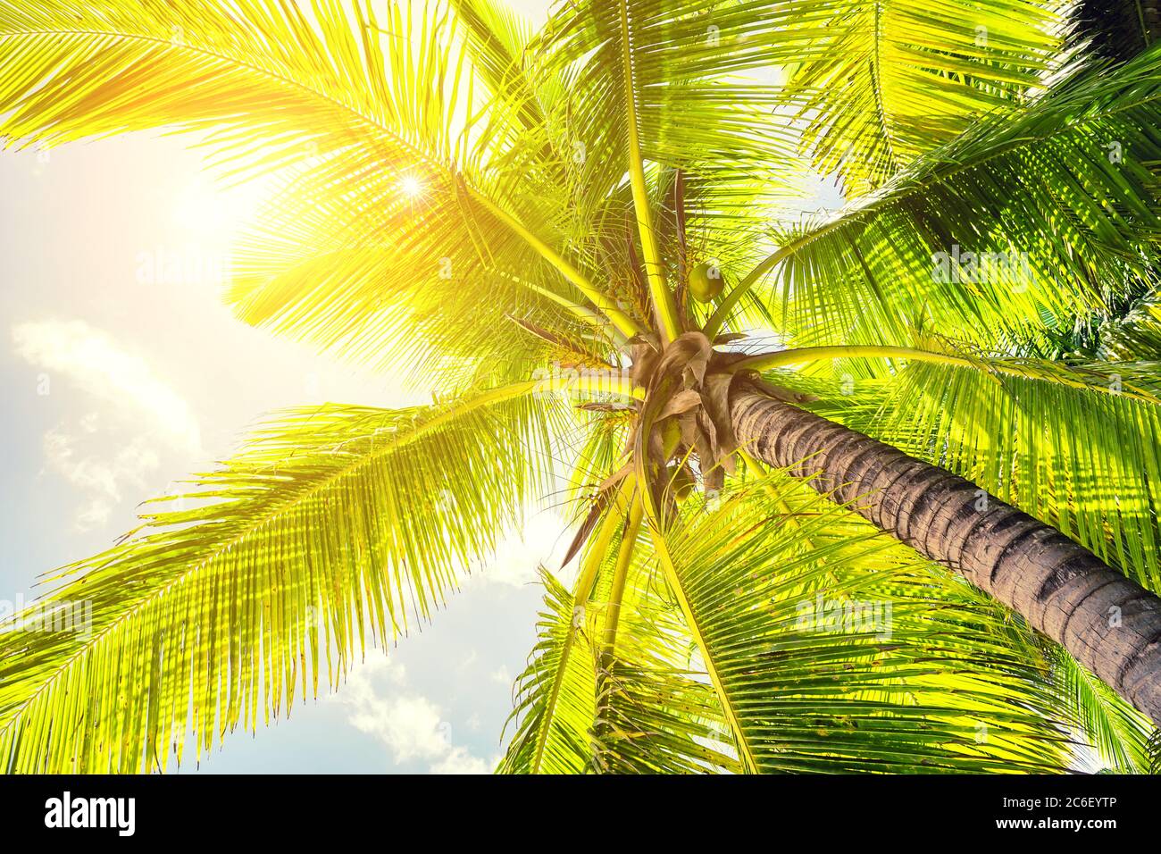 Tropical coconut palm trees with sun on sunset sky. Palm trees against blue sky and cloud abstract background with vintage tone filter effect color st Stock Photo