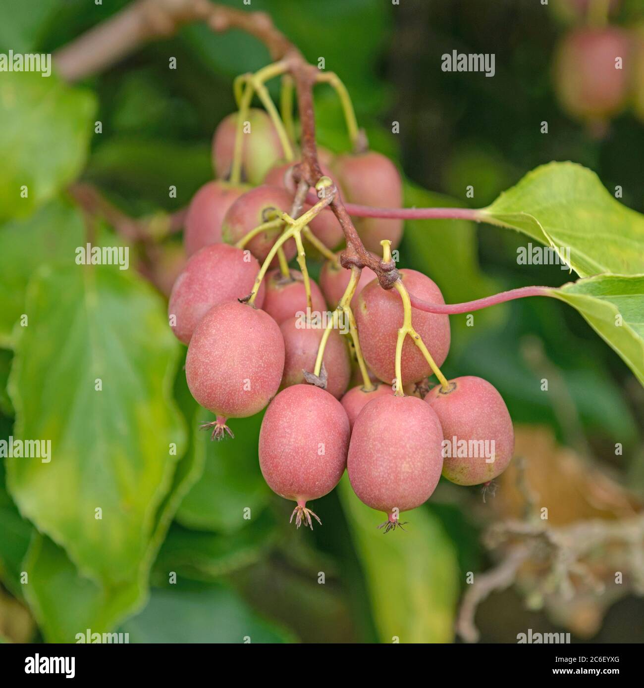 Mini-Kiwi, Actinidia arguta WEIKI ®, Mini-kiwi, Actinidia arguta Weiki ® Stock Photo