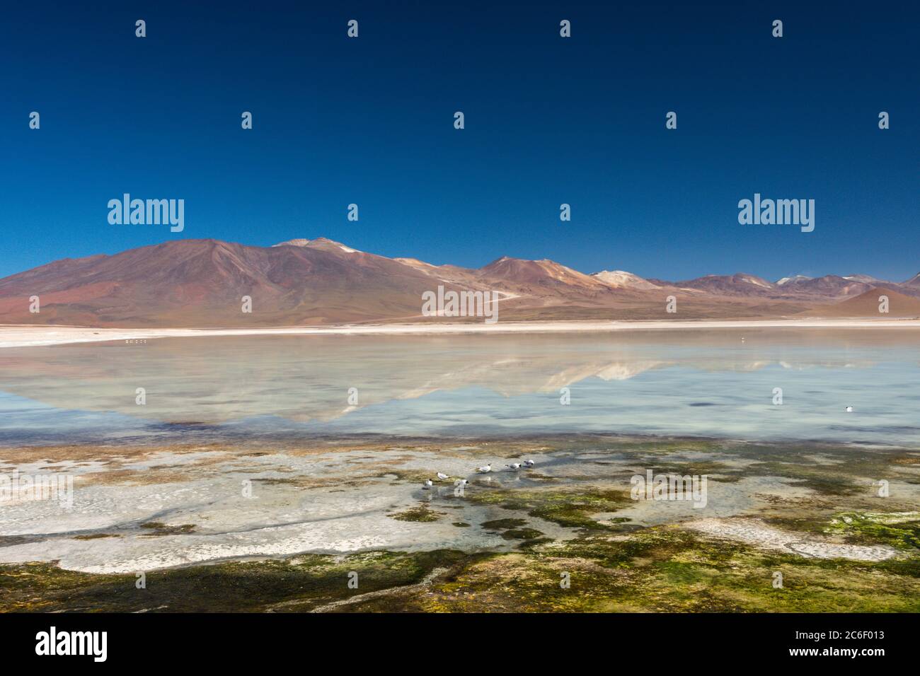 Reserva de fauna andina eduardo avaroa hi-res stock photography and ...