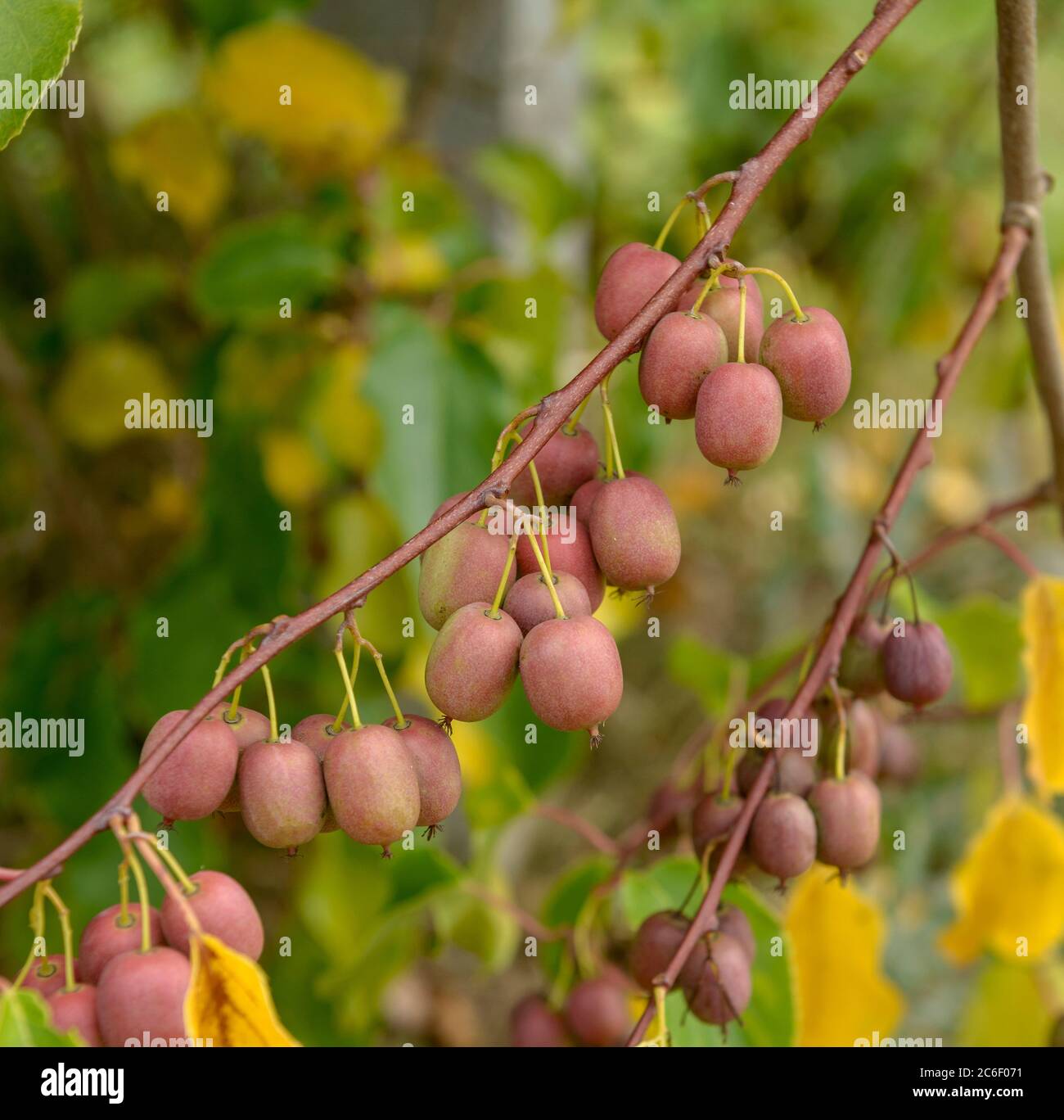 Mini-Kiwi, Actinidia arguta WEIKI ®, Mini-kiwi, Actinidia arguta Weiki ® Stock Photo