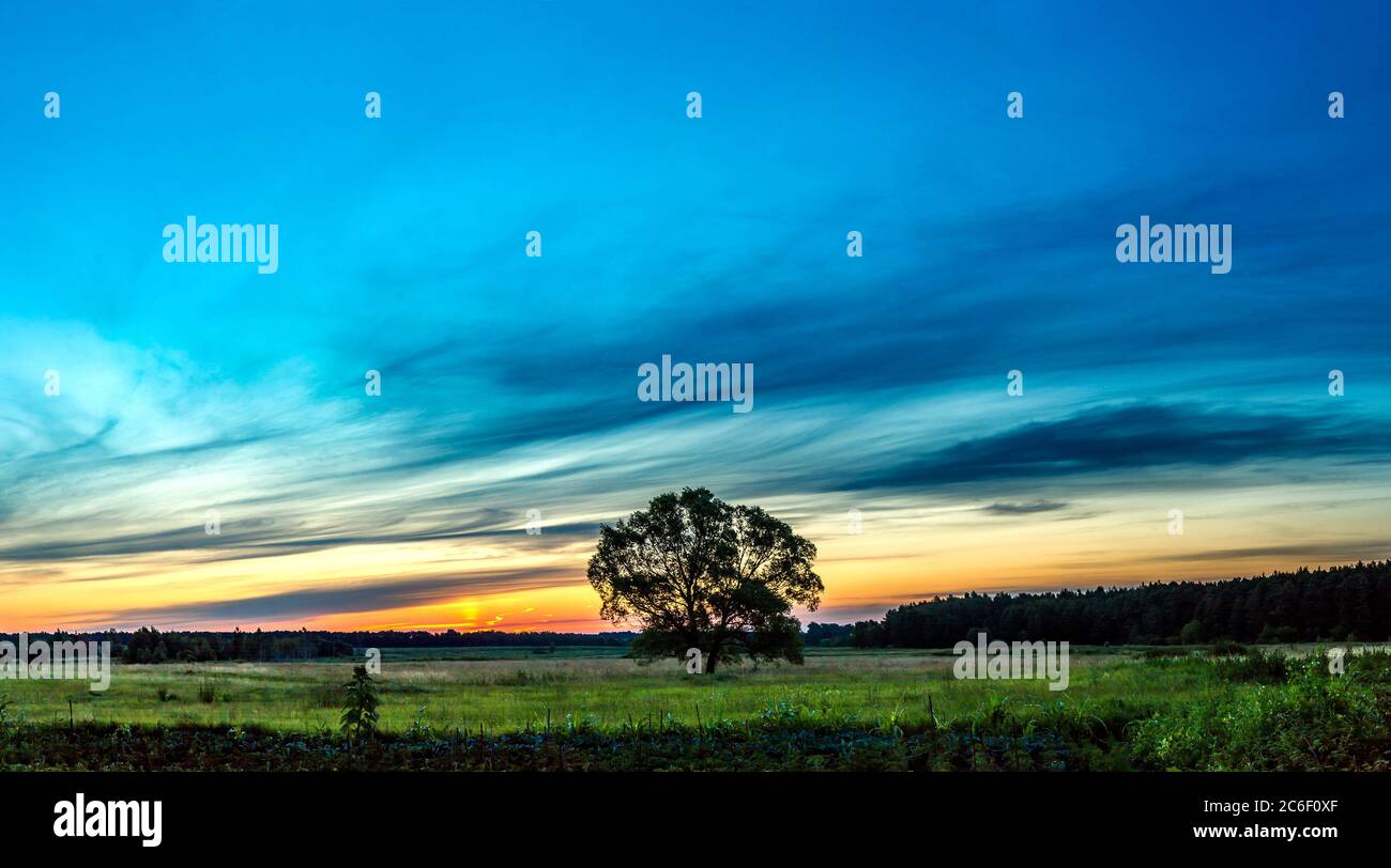 Beautiful sunrise over green field and single tree in a summer morning ...