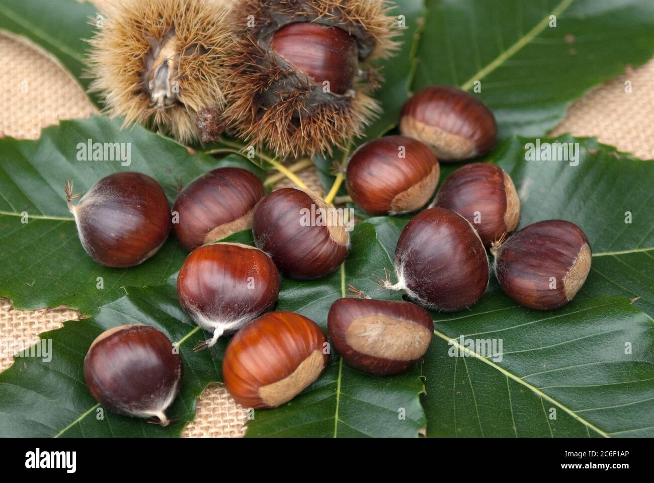 Castanea sativa ecker 1 hires stock photography and images Alamy