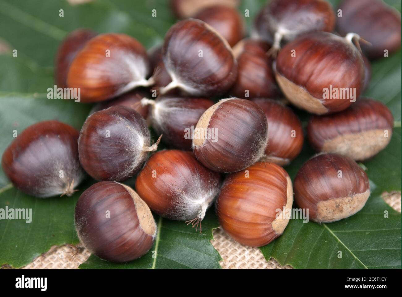 Ess kastanie hires stock photography and images Alamy