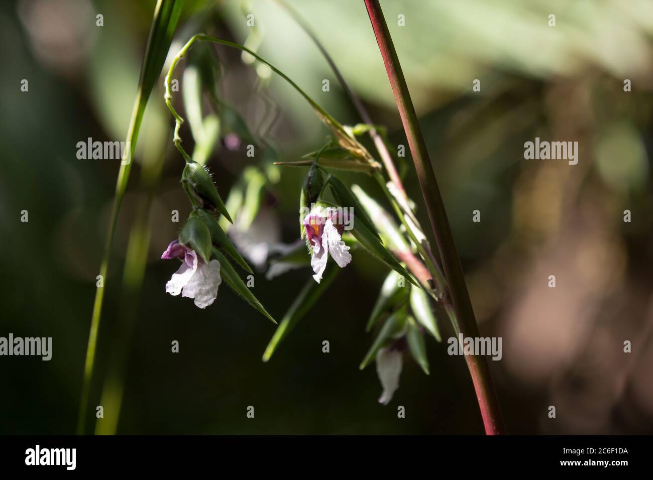 Close up of Thalia dealbata J.fraser. flower Small soft pink flower Stock Photo