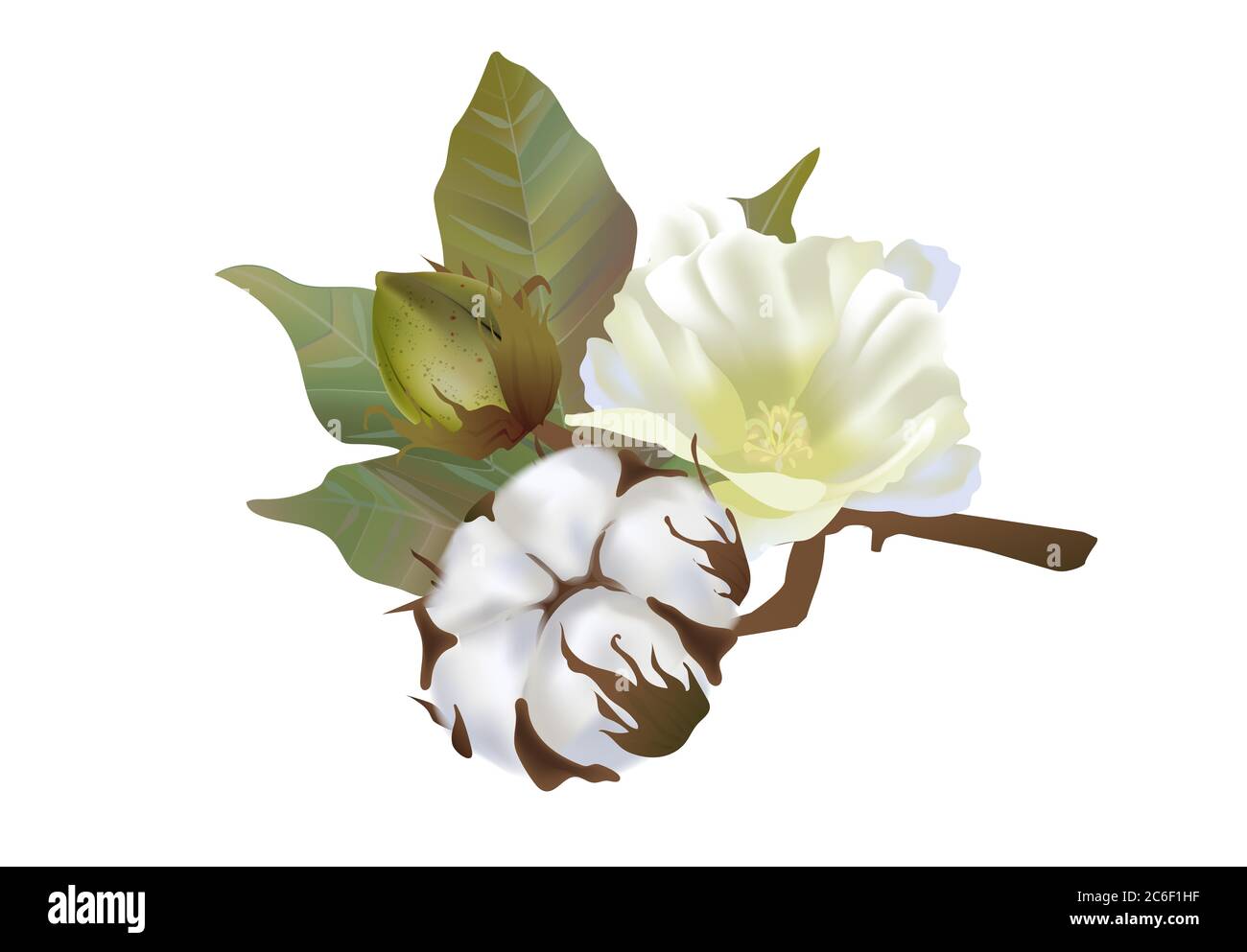 Cotton flowers isolated on white background. 3d realistic clip art for