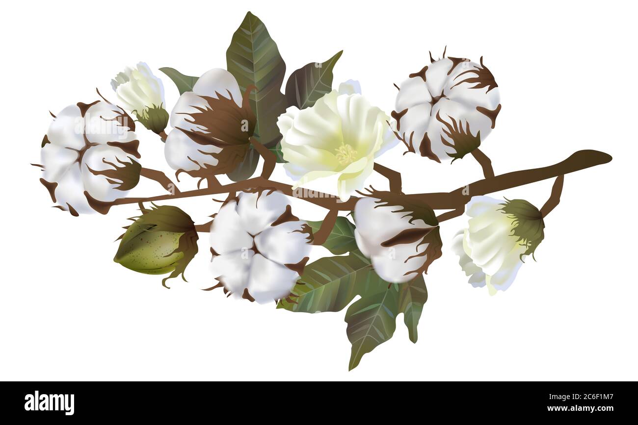 Cotton flowers isolated on white background. 3d realistic clip art for labels: cottonseed oil, extract, fabrics, wool. Stock Photo