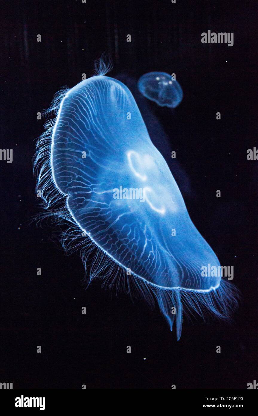 Blue jellyfish in an aquarium with another blue jellyfish behind Stock Photo