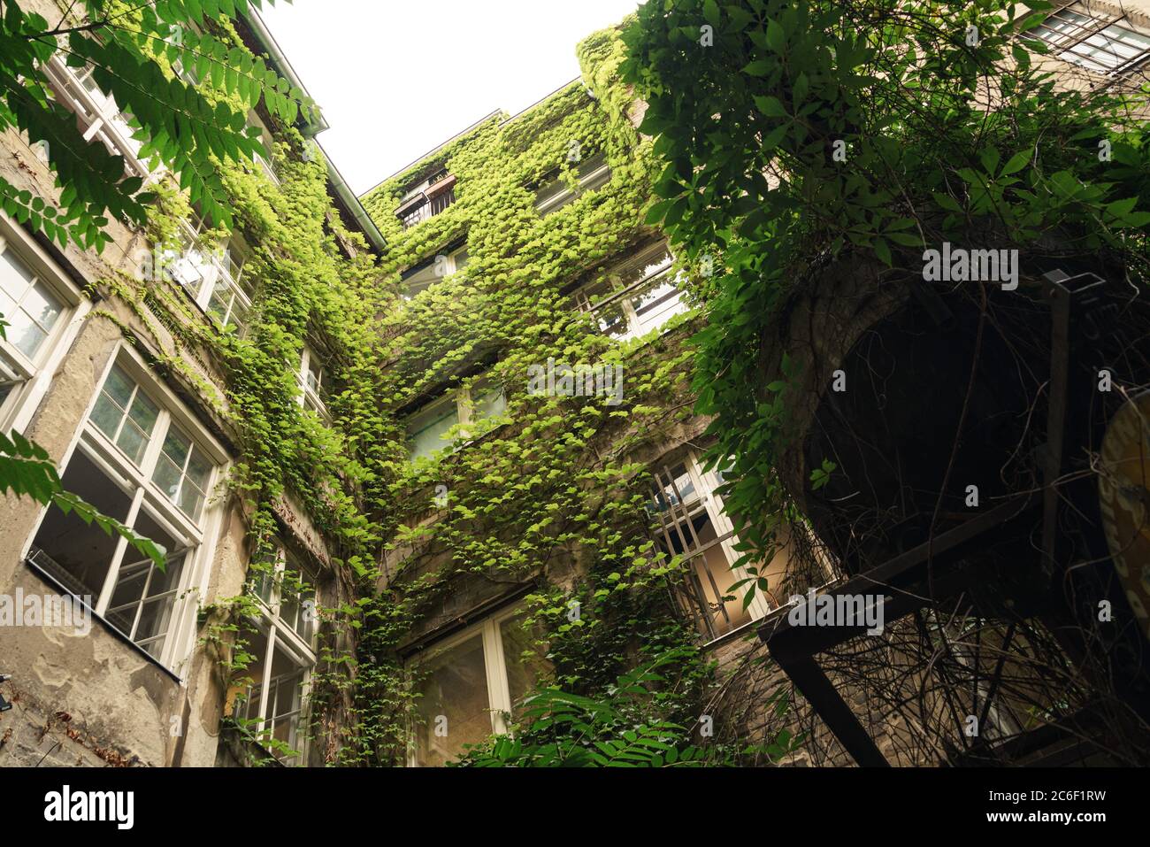 Plants that grow on walls hi-res stock photography and images - Alamy