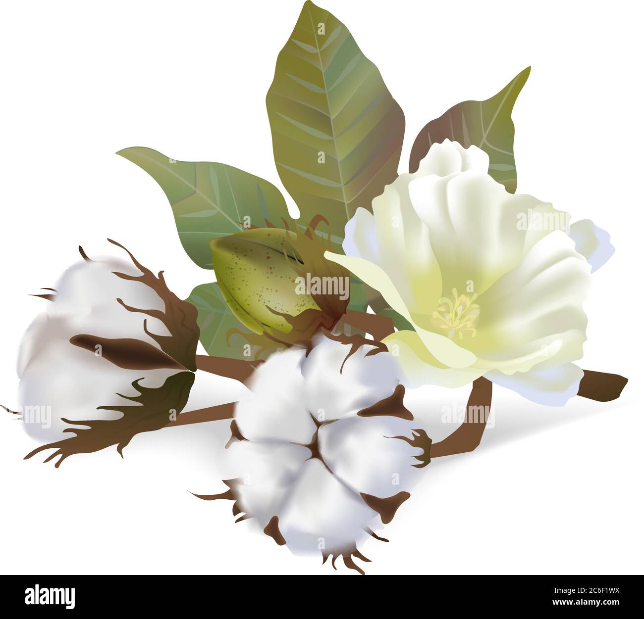 Cotton flowers in vector isolated on white background. 3d realistic