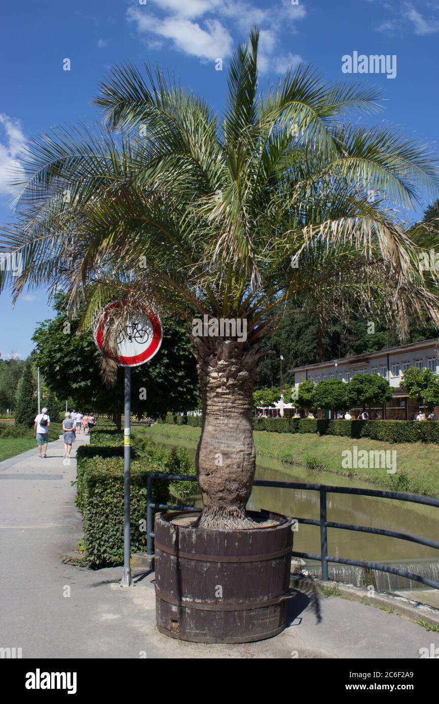 Palm tree with a traffic sign prohibiting cyclists from entering Stock Photo