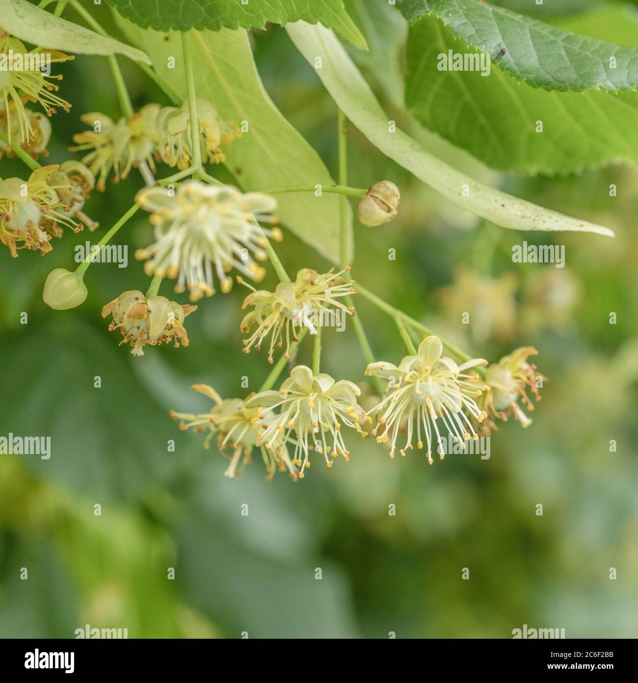 Flowers of what is believed to be a Common Lime / Tilia tree Tilia