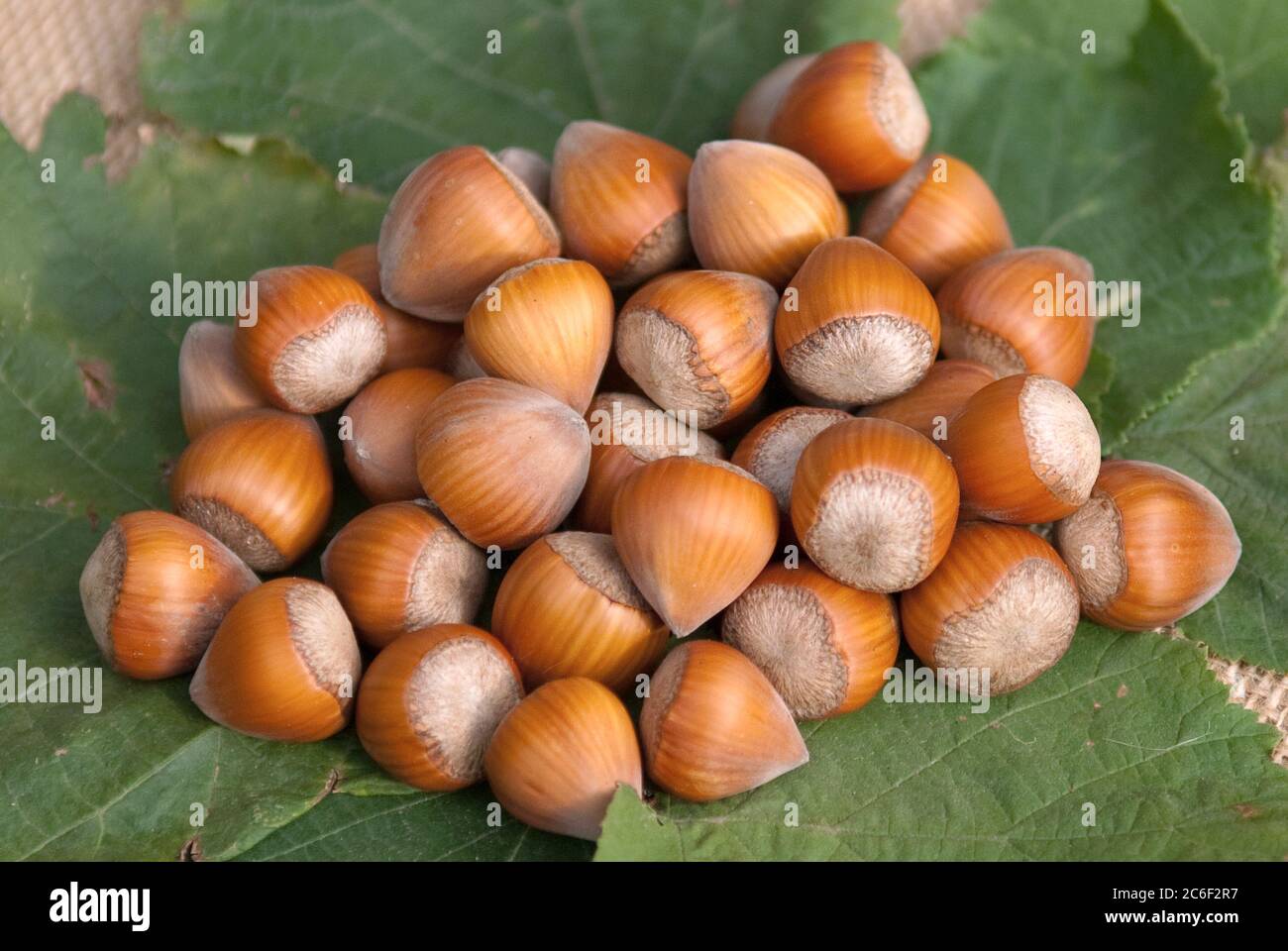 Hallesche Riesen Corylus jaettenoet fran halle hi-res stock photography and images - Alamy