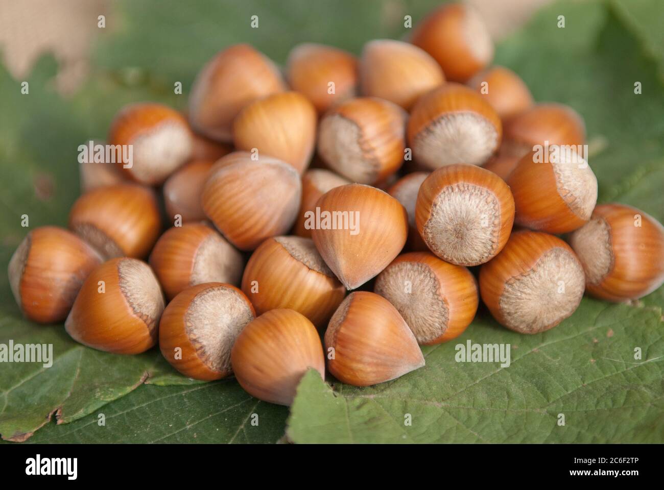 Hallesche Riesen Corylus halleske jaette hi-res stock photography and images - Alamy