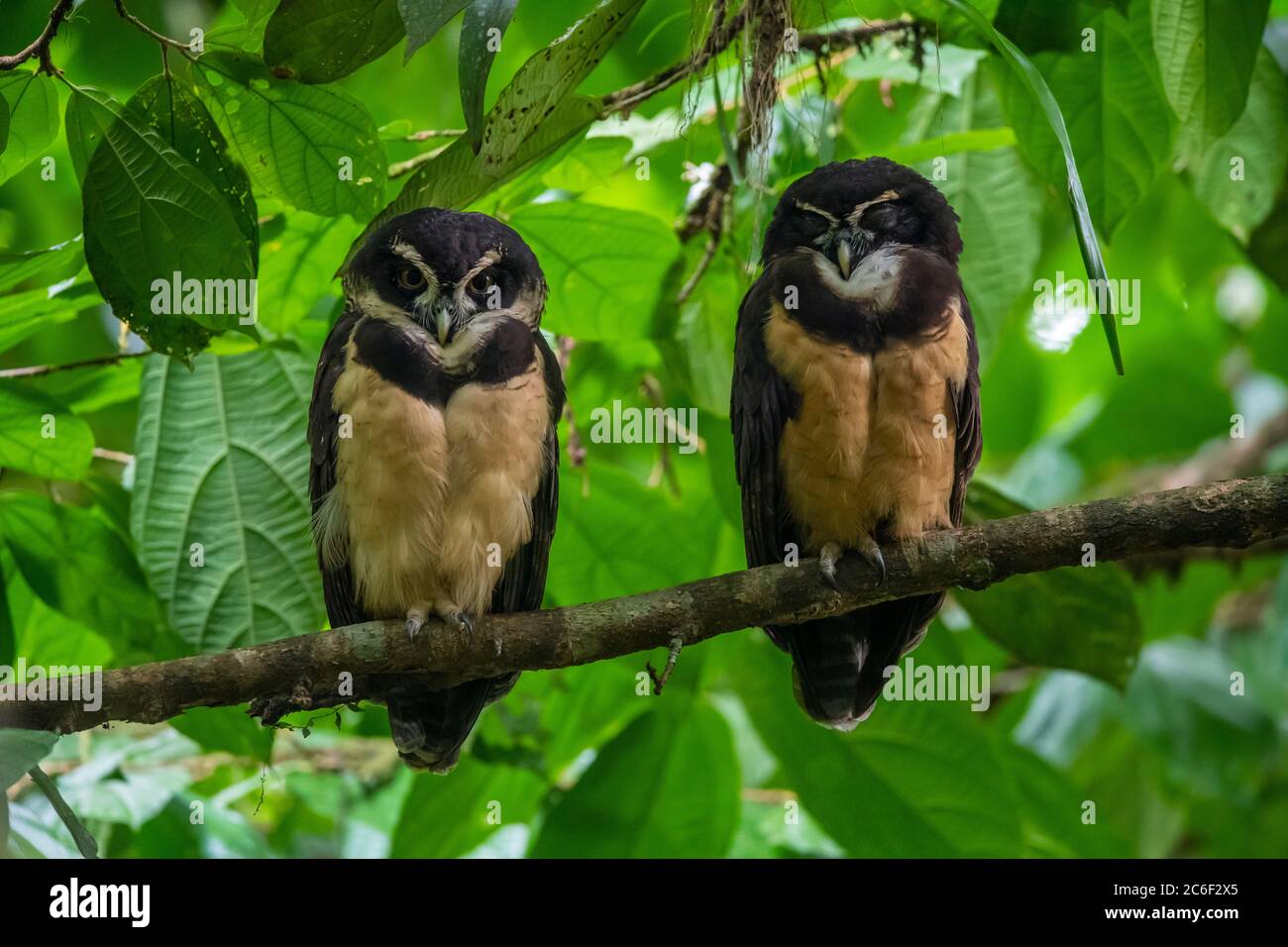 Limon costa rica hi-res stock photography and images - Alamy