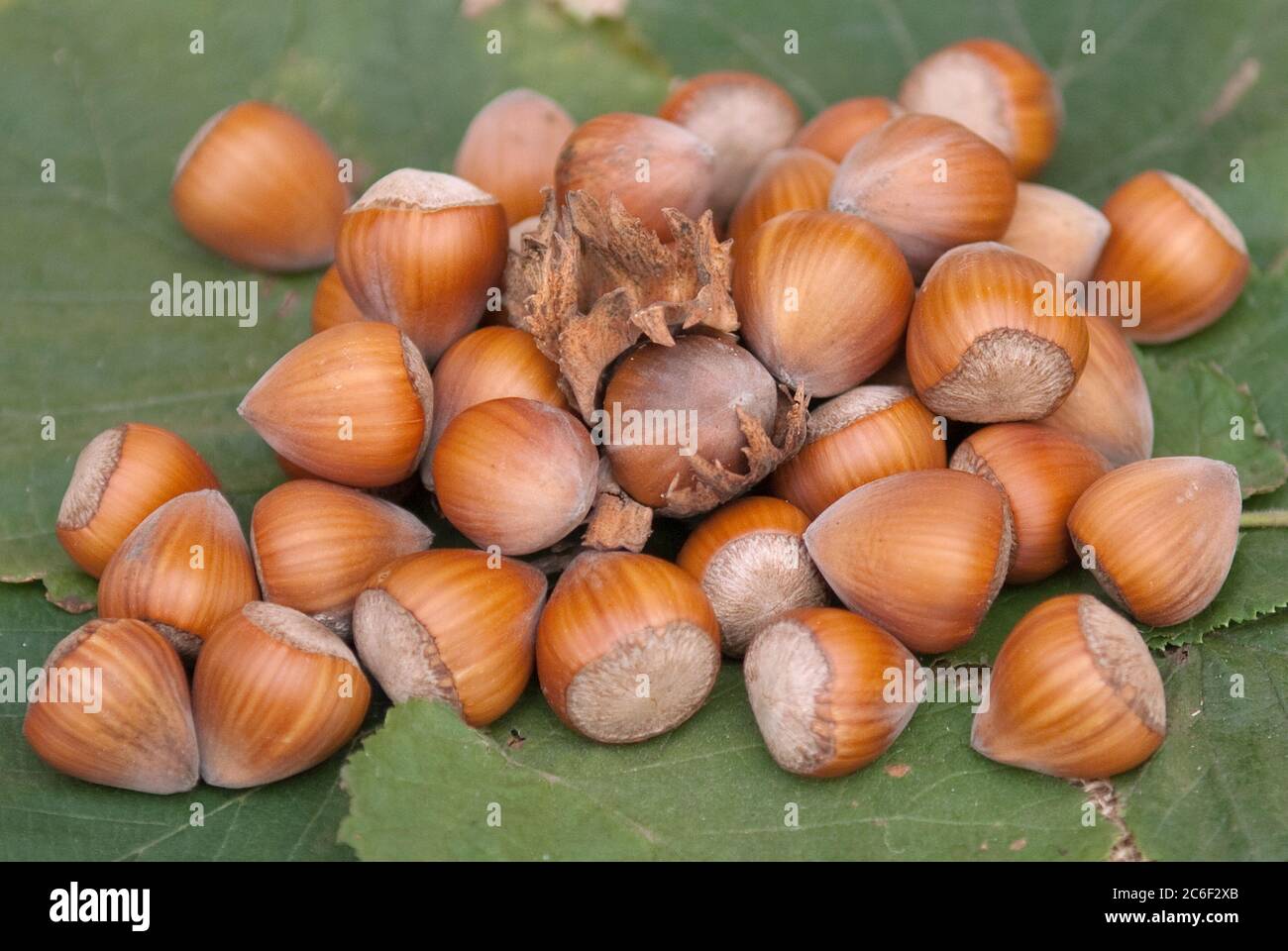 Hallesche Riesen Corylus halleske jaette hi-res stock photography and images - Alamy