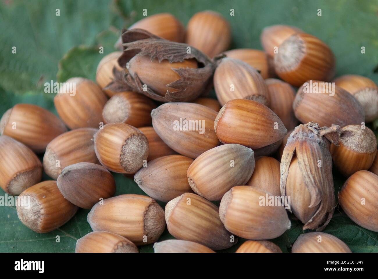 Haselnuss, Corylus Webbs Peisnuss, Hazel, Corylus Webbs Peisnuss Stock Photo