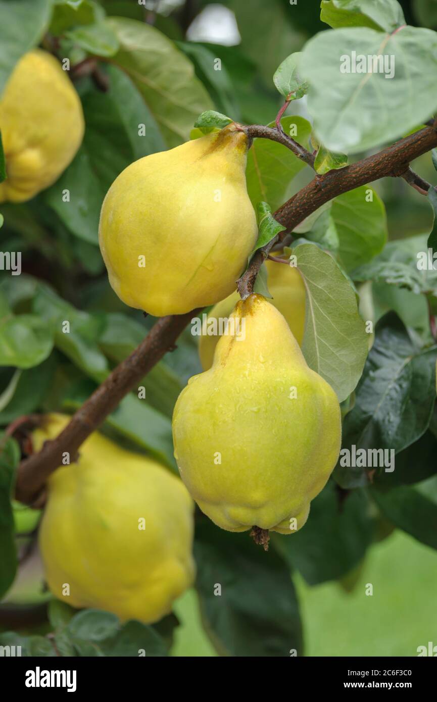 Birnen-Quitte, Cydonia oblonga Buchlovice, Bulb quince, Cydonia oblonga Buchlovice Stock Photo