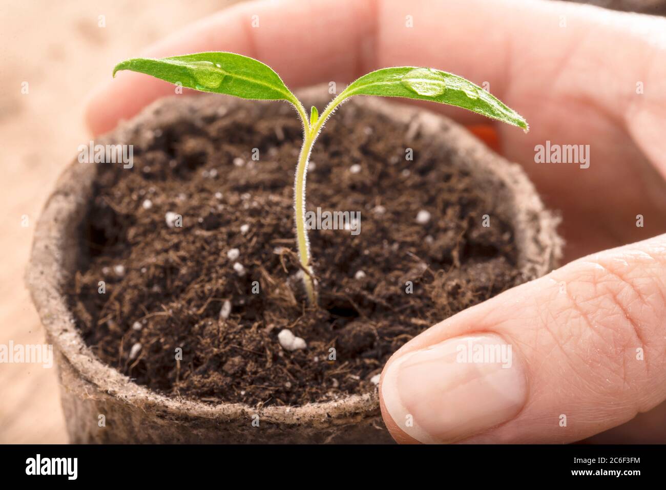 Female hand holding plant pot with tomato seedling Stock Photo - Alamy