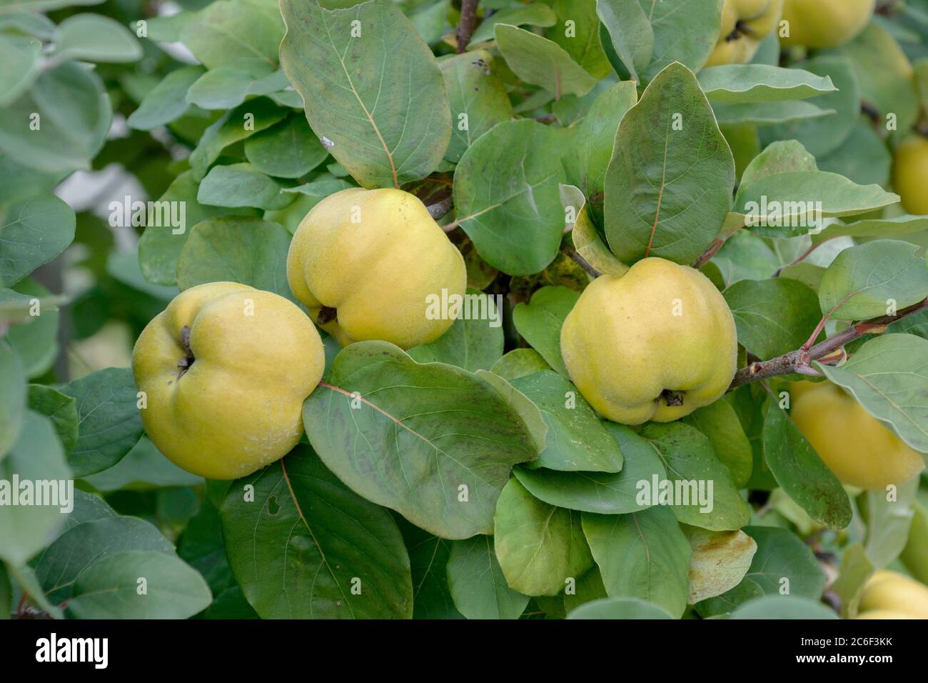 Apfel-Quitte, Cydonia oblonga Konstantinopeler, Apple quince, Cydonia oblonga Constantinople Stock Photo