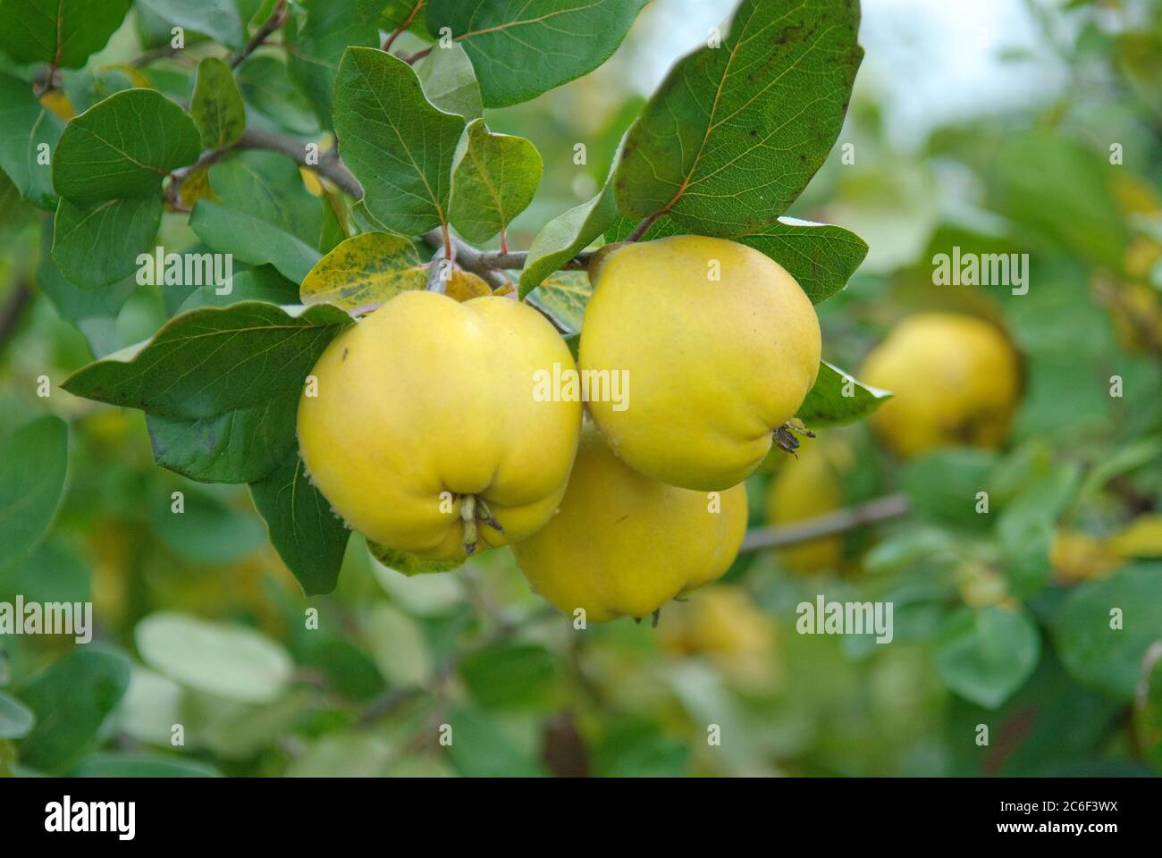 Apfel-Quitte, Cydonia oblonga Wudonia, Apple quince, Cydonia oblonga Wudonia Stock Photo