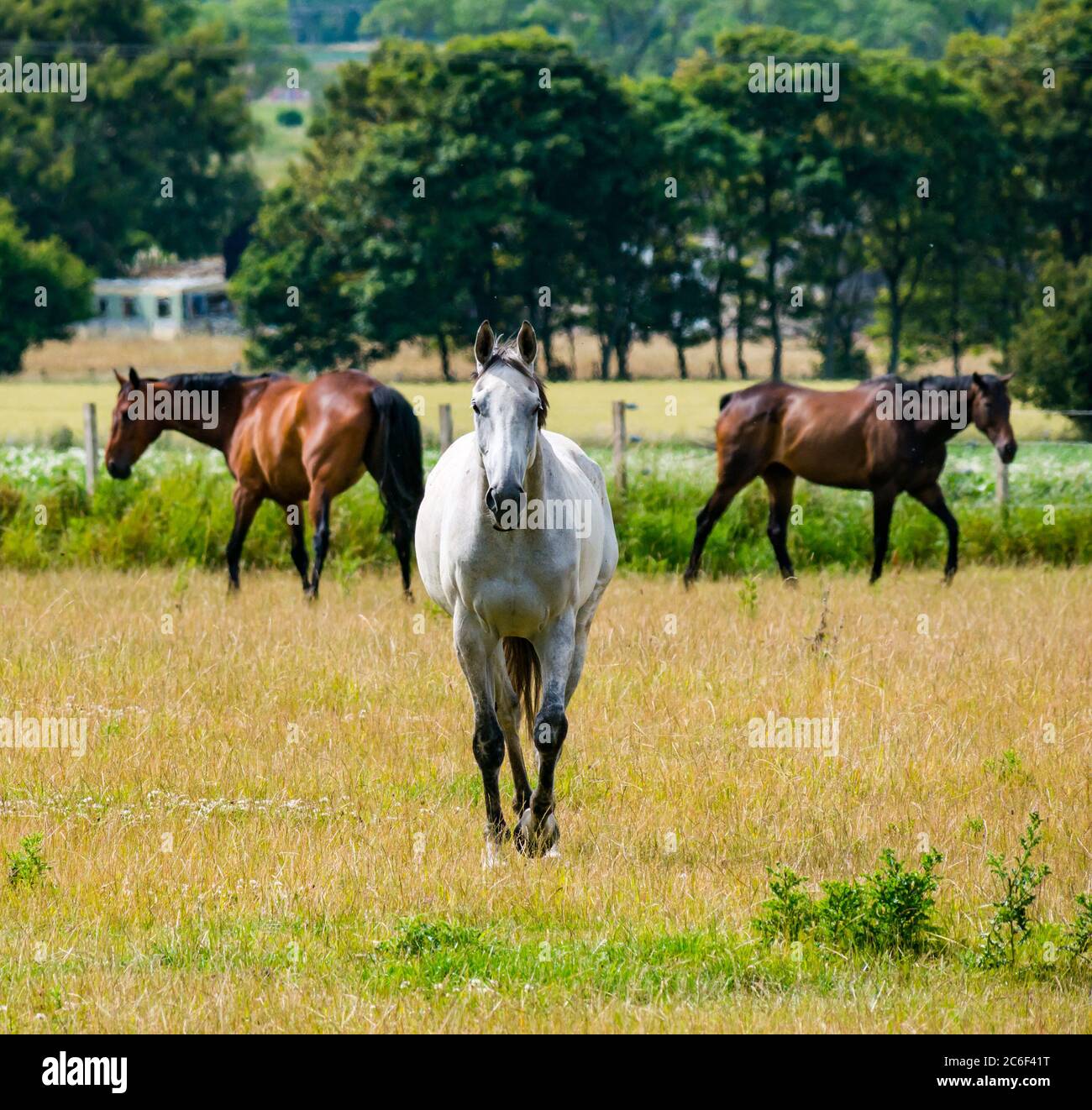 East Lothian, Scotland, United Kingdom, 9th July 2020. UK Weather: sunshine on wildlife: three horses grazing in a field. The white horse always leads the group Stock Photo