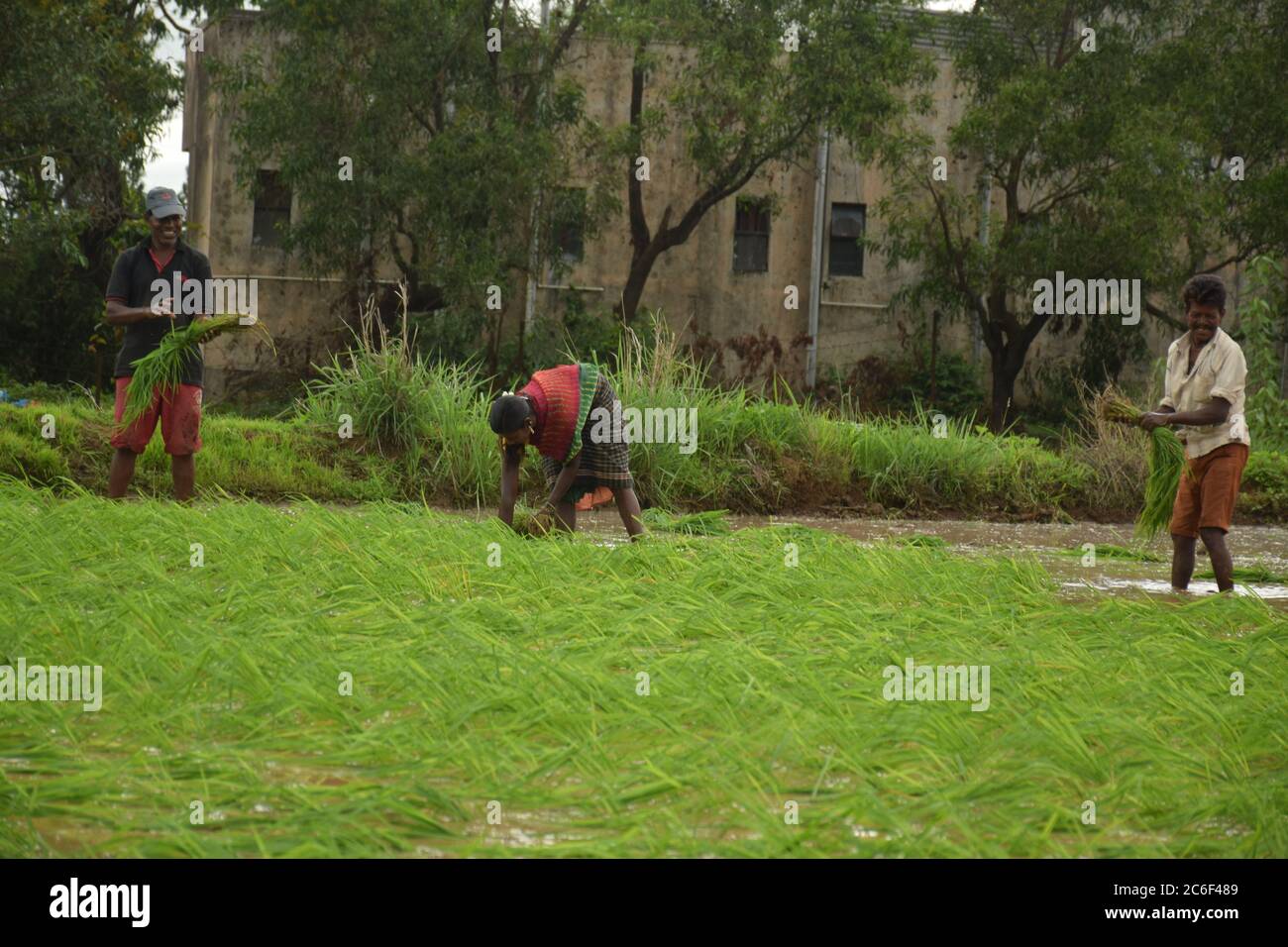 Akole village near Pune, India - July 3, 2020: Farmhands sow rice sampling at a flooded paddy field in Akole village near Pune, India, on Friday, July Stock Photo