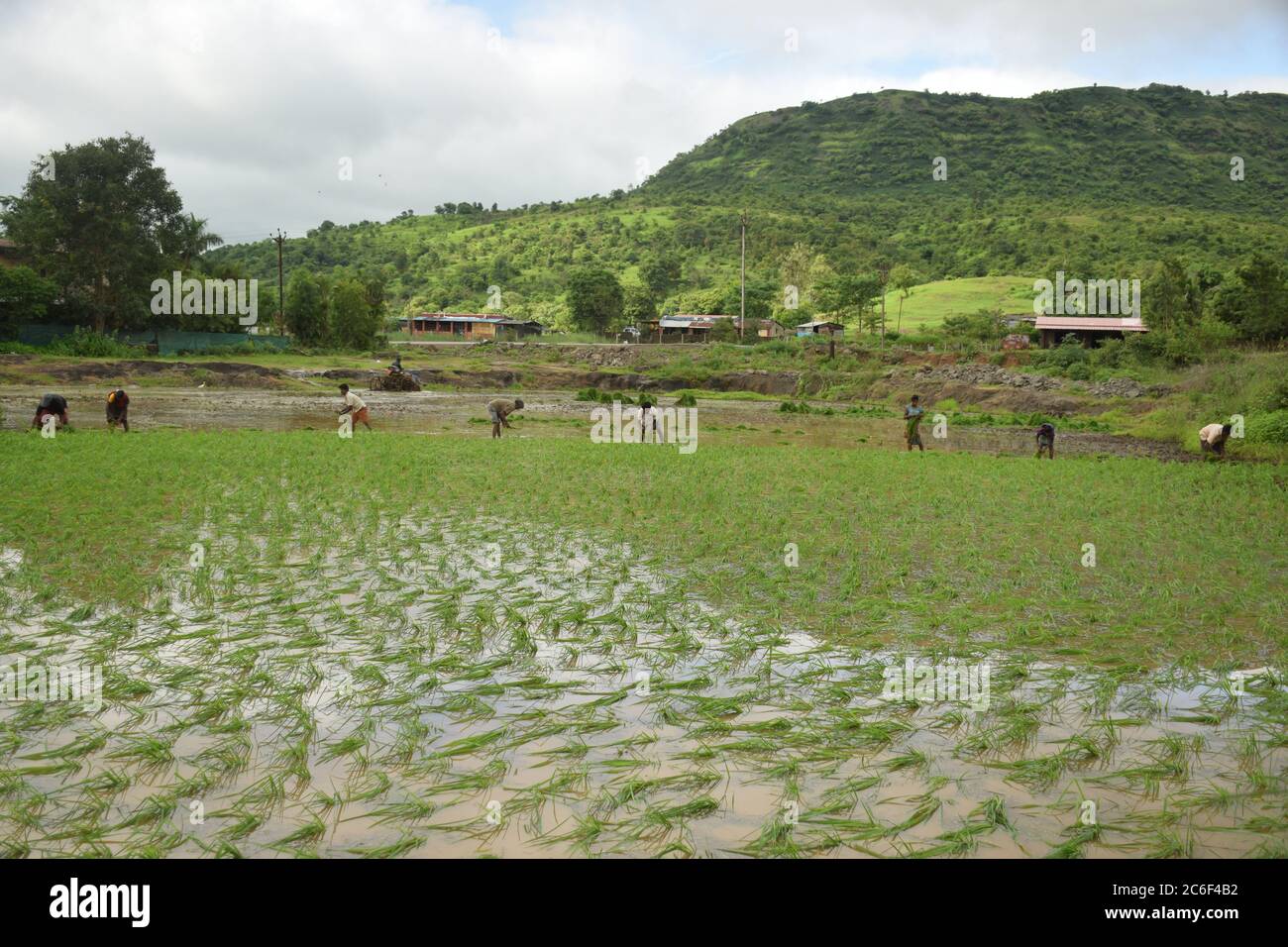 Akole village near Pune, India - July 3, 2020: Farmhands sow rice sampling at a flooded paddy field in Akole village near Pune, India, on Friday, July Stock Photo