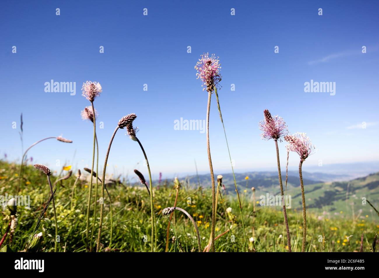 Alps flora: hoary plantain, (Plantago media) Stock Photo