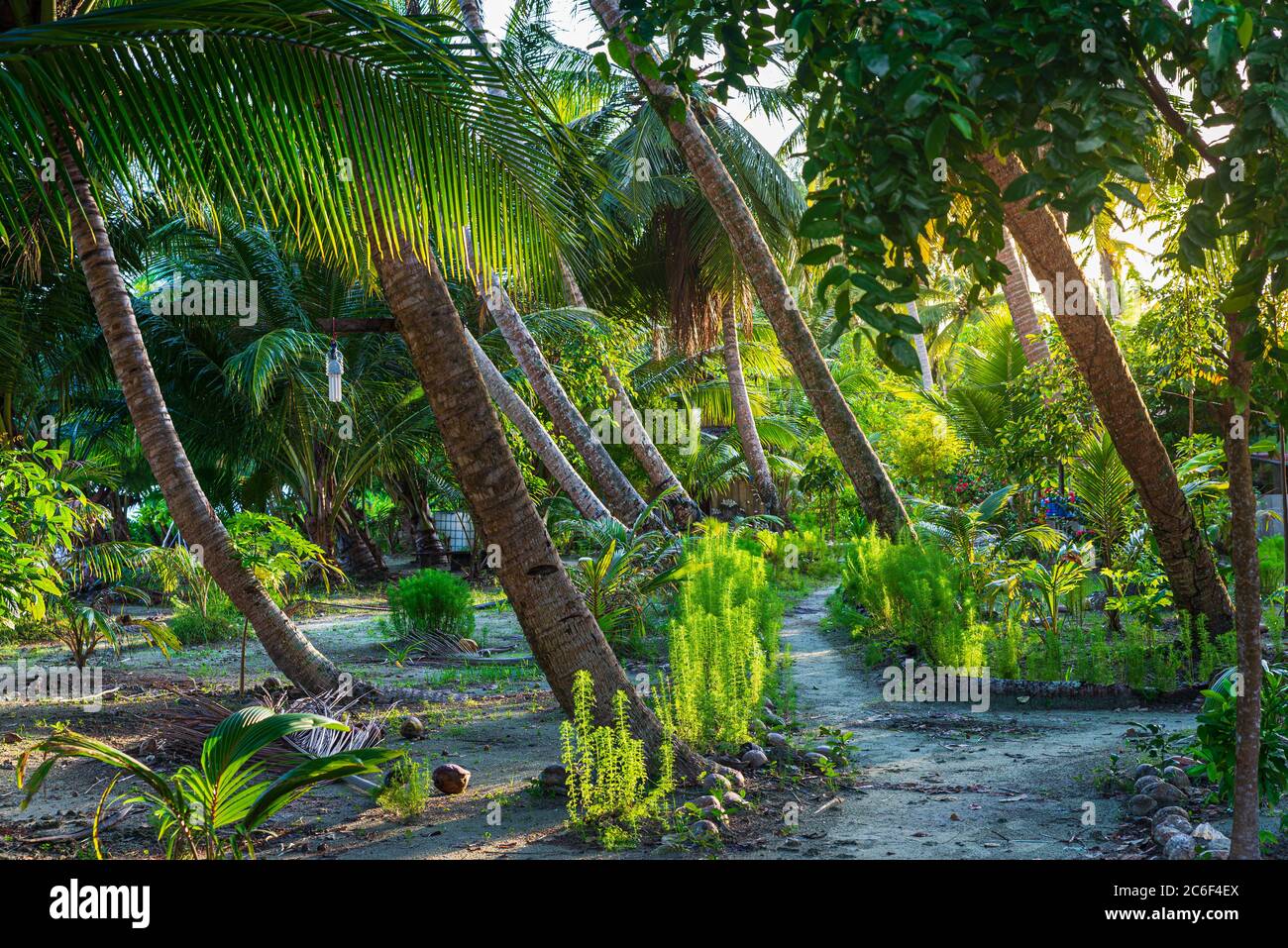 Lush green tropical garden, sunburst in palm tree woodland on desert island, Sumatra, Indonesia. nature, romantic light, meditation conc Stock Photo - Alamy