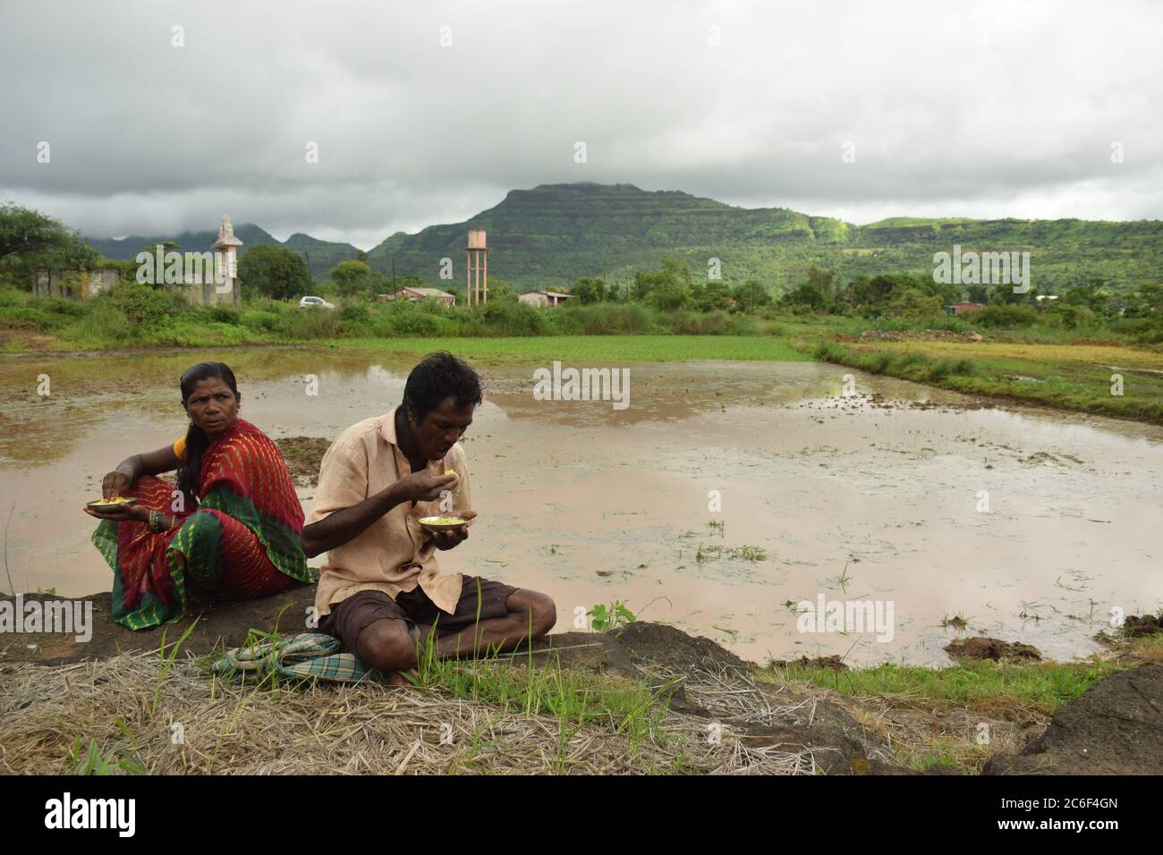Akole village near Pune, India - July 3, 2020: Farmhands sow rice sampling at a flooded paddy field in Akole village near Pune, India, on Friday, July Stock Photo