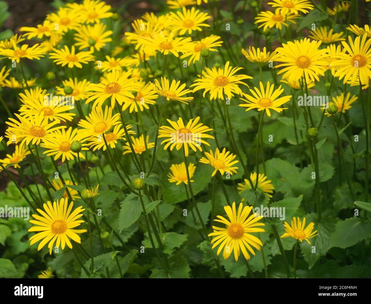 Yellow buds of doronicum flowers are blooming. Floriculture. Stock Photo