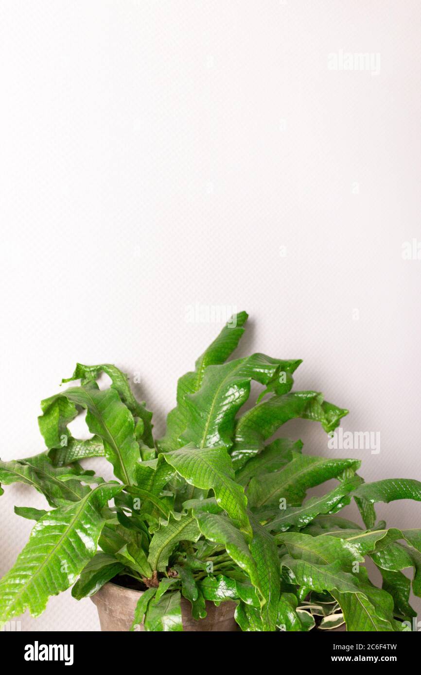 Microsorum in front of empty gray wall. Minimal concept. Stock Photo