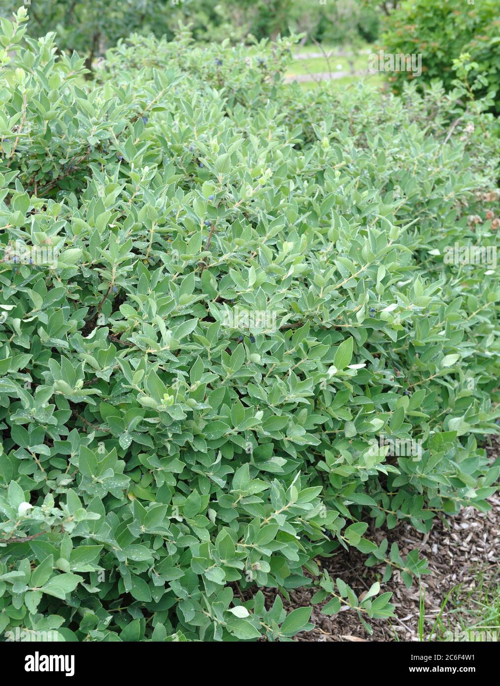 Maibeere, Lonicera caerulea var. kamtschatica, Maibeere, Lonicera caerulea var. Kamtschatica Stock Photo