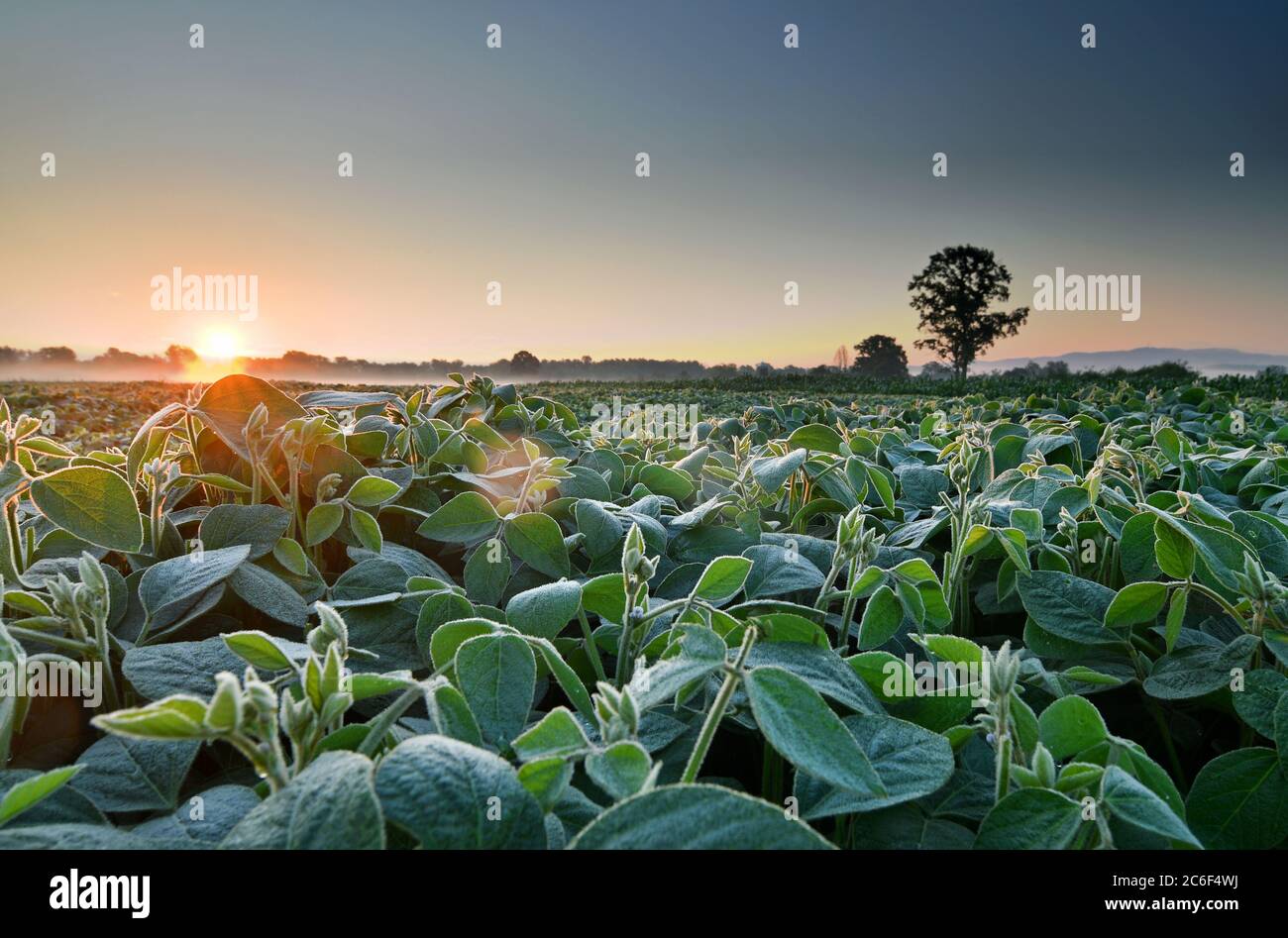 Field of soy plants, lit by early morning sunlight Stock Photo