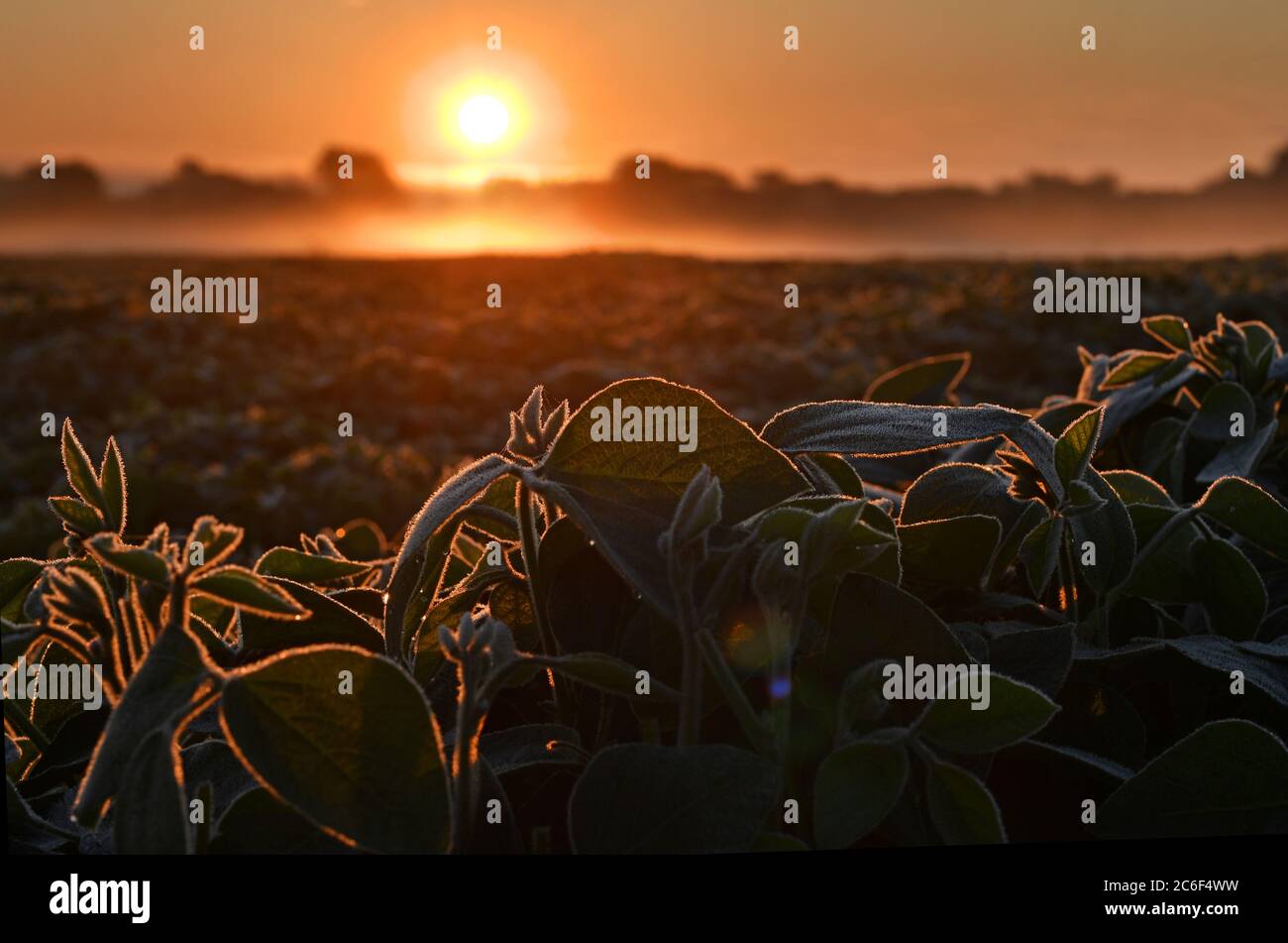 Close up of soy plants, back lit by warm early morning sunlight Stock Photo