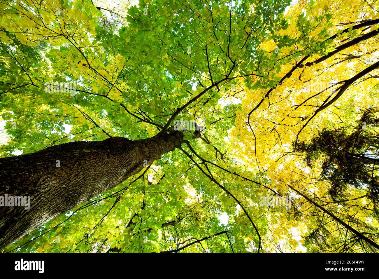 Fall Perspective Perspective up view of autumn forest with bright orange and yellow ...