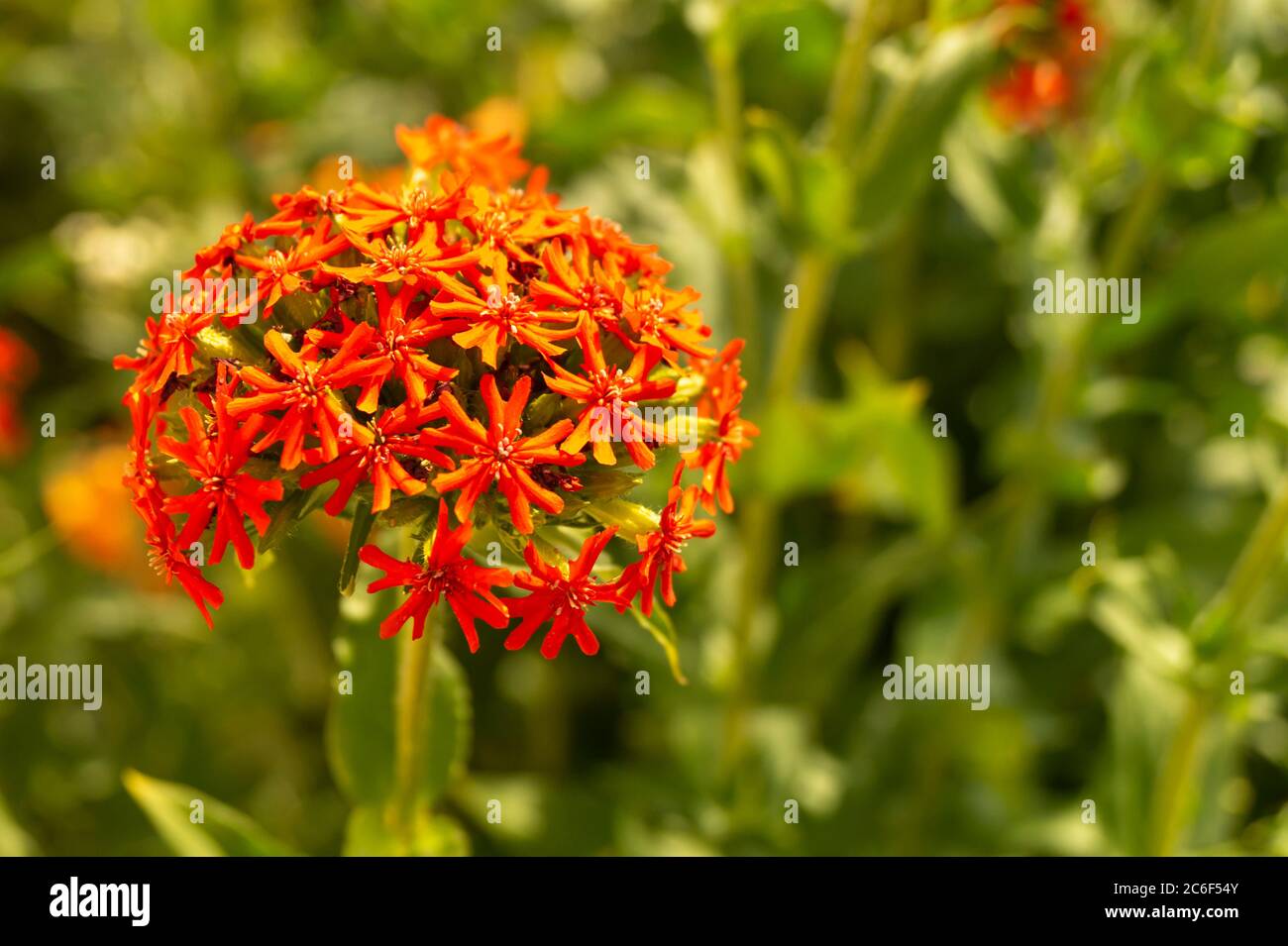 Nonesuch Park High Resolution Stock Photography And Images Alamy Nonesuch Park High Resolution Stock Photography And Images Alamy
