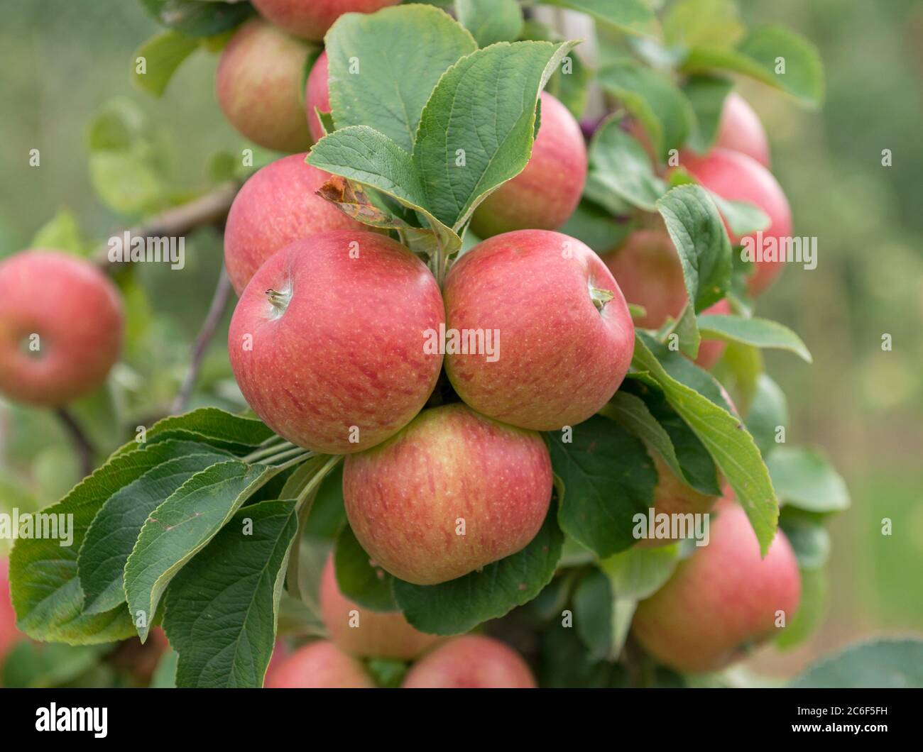 Apple tree malus domestica alkmene hi-res stock photography and images -  Alamy