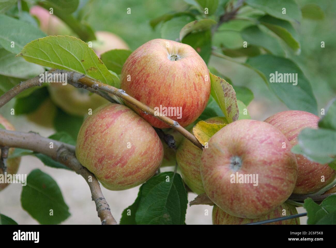 Apfel, Malus domestica Altlaender Pfannkuchenapfel, Apple, Malus domestica Altlaender pancakes apple Stock Photo