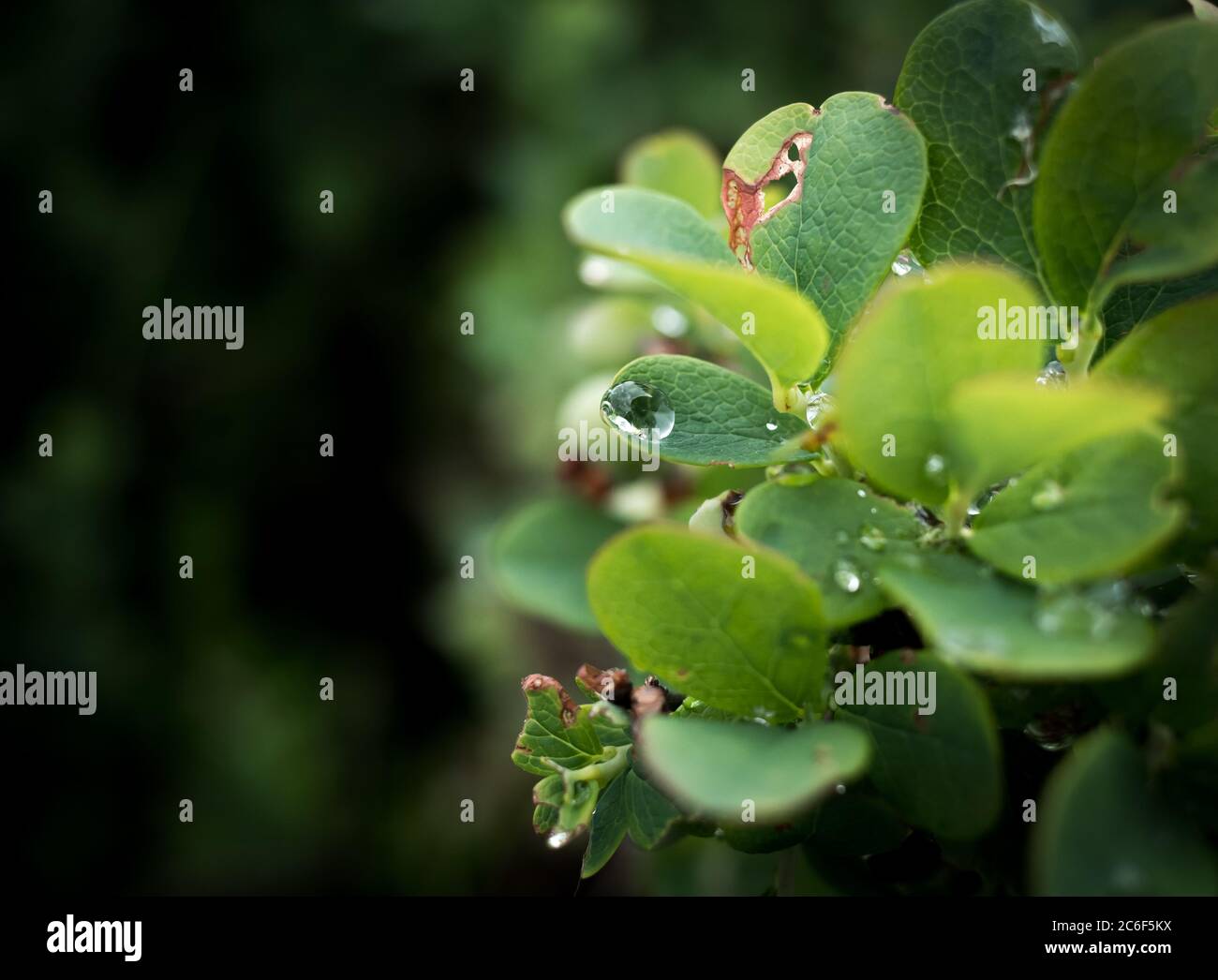 Grüne Blätter mit Wassertropfen vor unscharfem dunklem Hintergrund Stock Photo