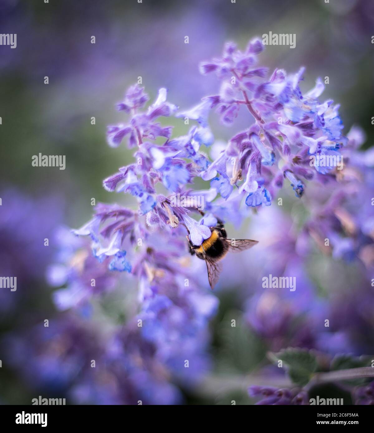 Bumblebee on Flower/ Hummel beim Nektar trinken an einer lilanen Pflanze Stock Photo