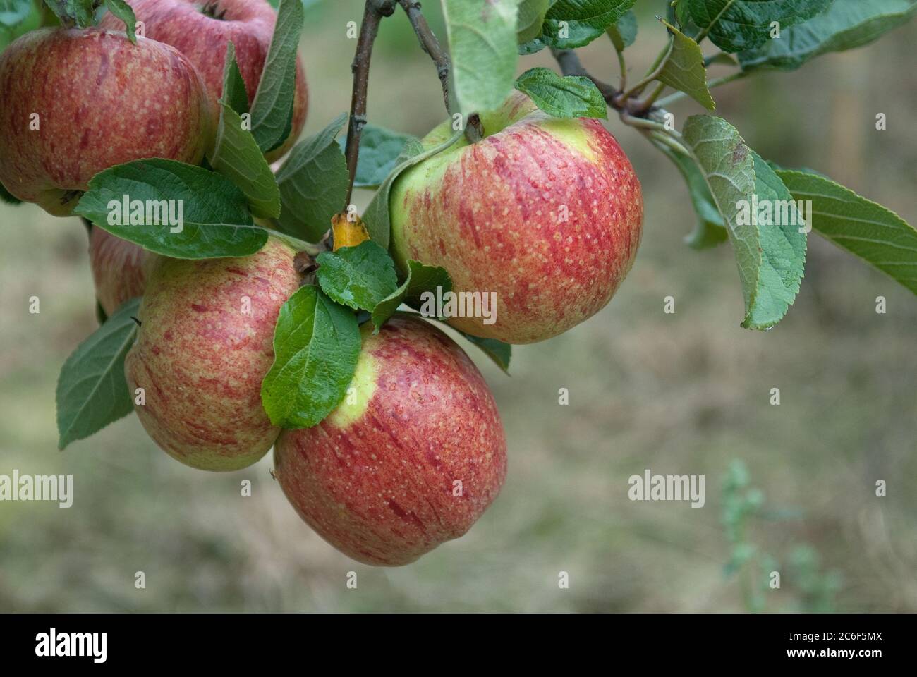 Apfel, Malus domestica Altlaender Pfannkuchenapfel, Apple, Malus domestica Altlaender pancakes apple Stock Photo